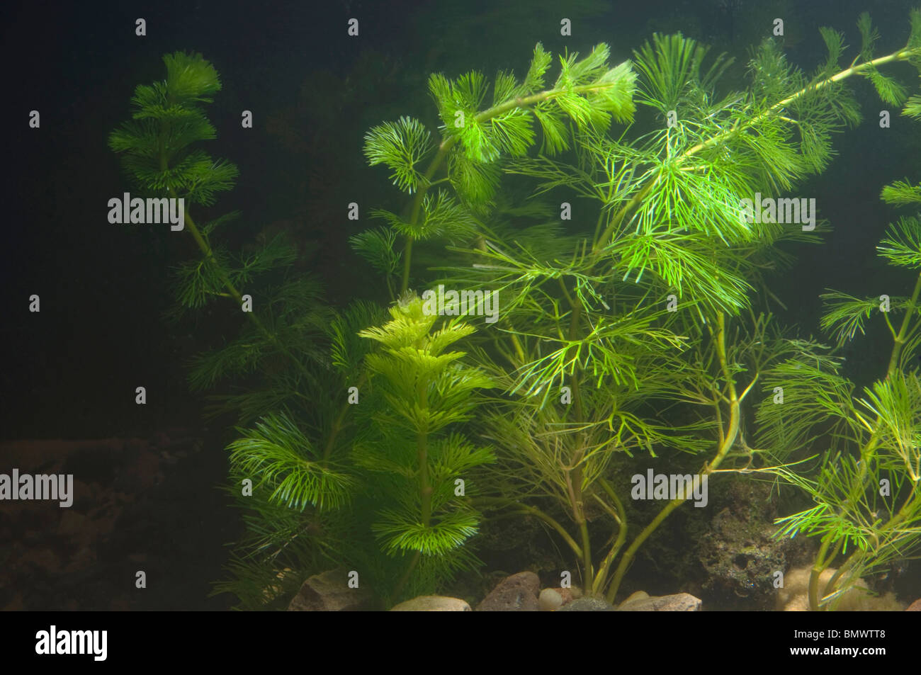 Green Cabomba, Fanwort (Cabomba caroliniana) as an aquarium plant. Stock Photo