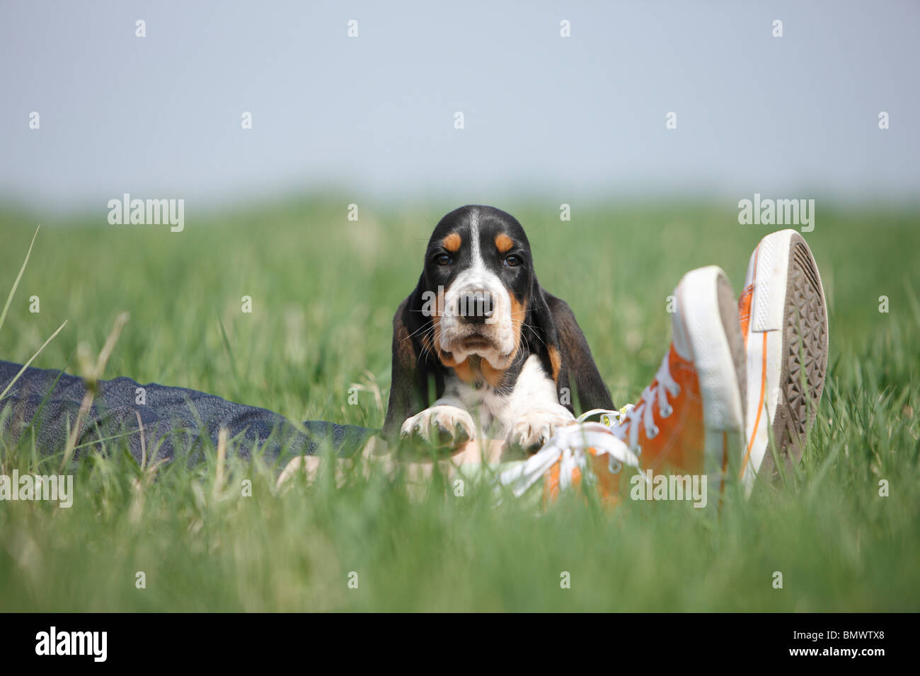 Basset Hound (Canis lupus f. familiaris), eight weeks old whelp lying in a meadow on the kegs of a person wearing jeans and gym Stock Photo