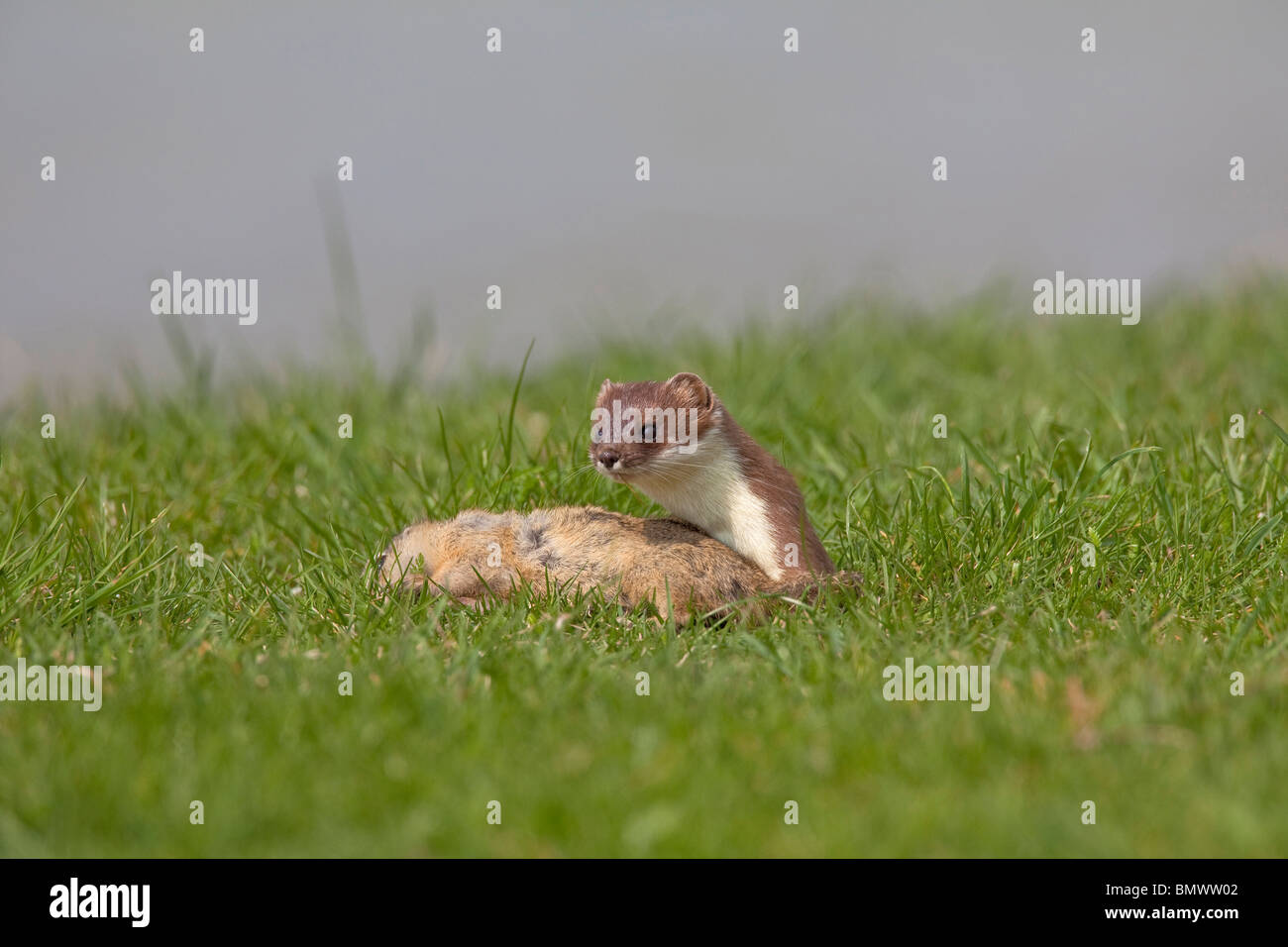 Ermine, Stoat (Mustela erminea). Adult with killed European Ground Squirrel (Citellus citellus). Stock Photo