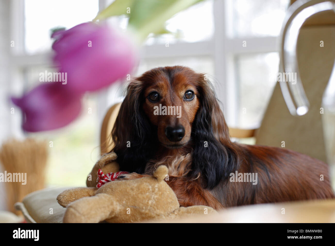 Long-haired Dachshund, Long-haired sausage dog, domestic dog (Canis lupus f. familiaris), 6 years old individual lying on sofa Stock Photo