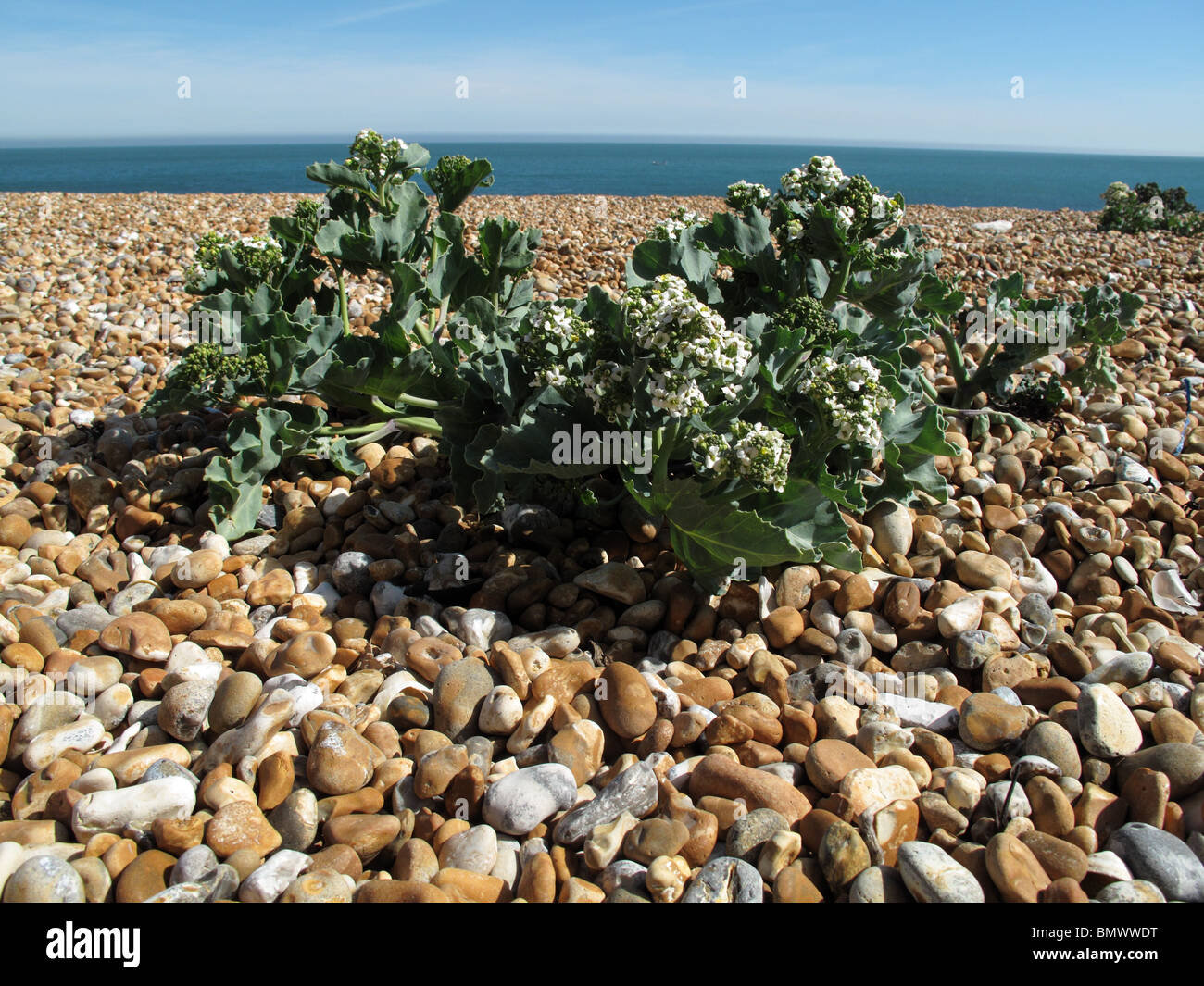 Sea Kale (crambe maritima Stock Photo Alamy