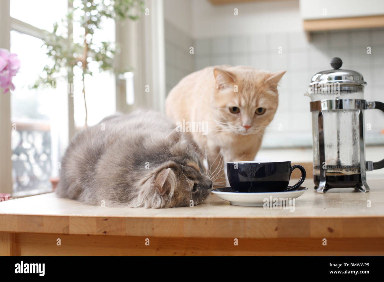 British Shorthair (Felis silvestris f. catus), two 2 years old cats sitting on a kitchen table watching a cup of coffee, Germany Stock Photo