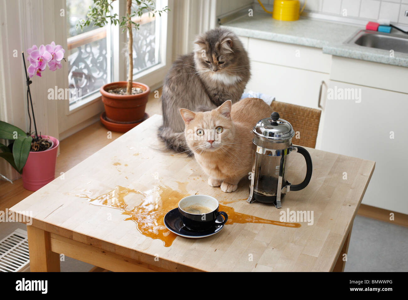 British Shorthair (Felis silvestris f. catus), two 2 years old cats sitting on a kitchen table having overthrown a cup of coffe Stock Photo