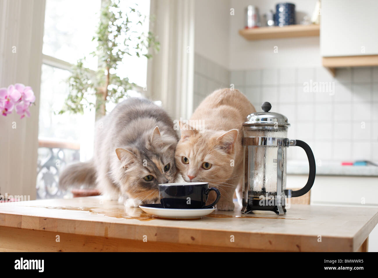 British Shorthair (Felis silvestris f. catus), two 2 years old cats sitting on a kitchen table watching a cup of coffee, Germany Stock Photo