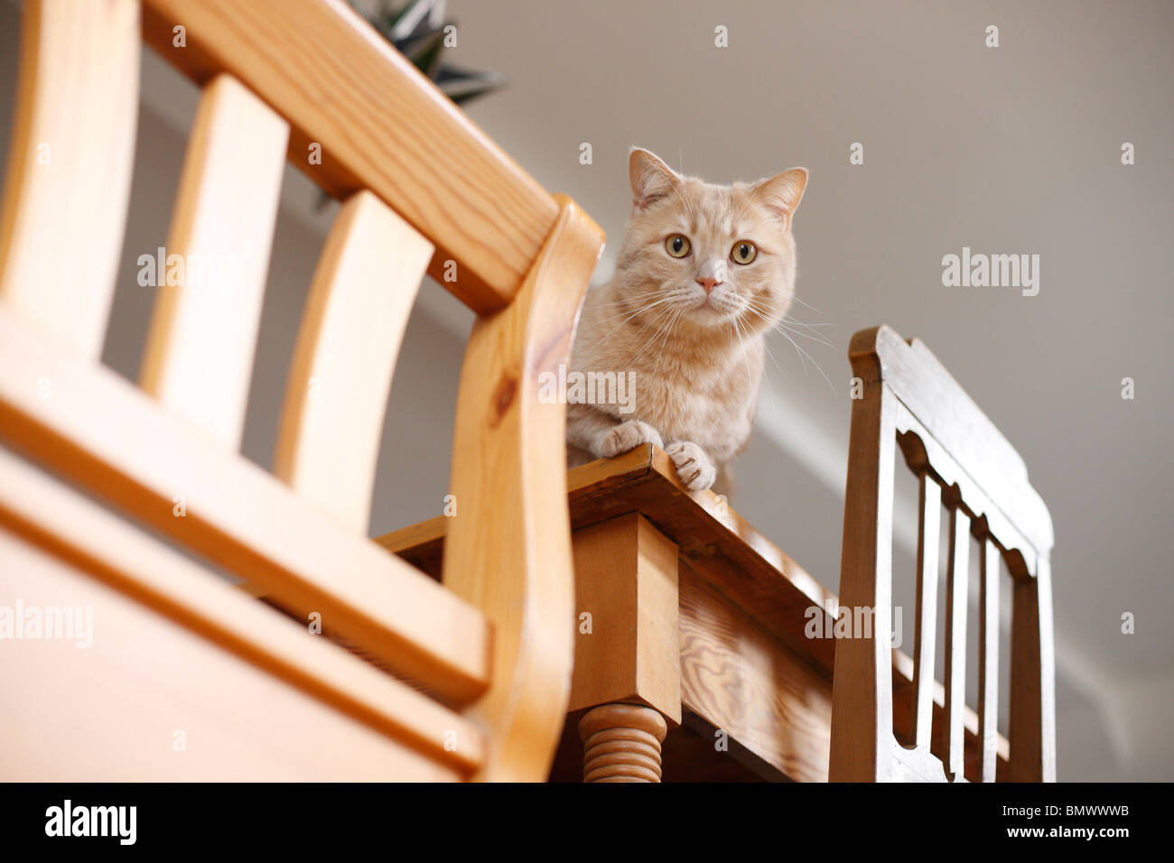 British Shorthair (Felis silvestris f. catus), 2 years old tomcat stting on a table, Germany Stock Photo