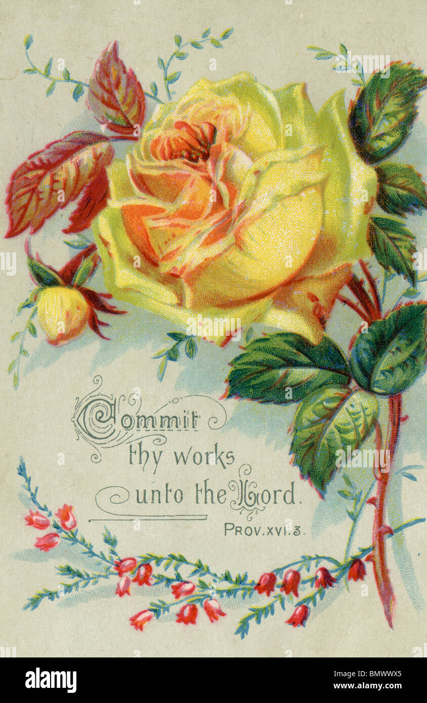 Old fashioned yellow rose hi-res stock photography and images - Alamy