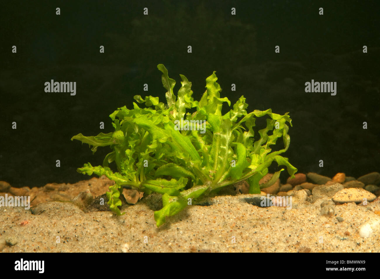 Marimo Moss Ball Filter Live Aquarium Plants Algae Fish Shrimp Tank  Ornament Decor Seaweed Ball Landscape Aquarium Accessories