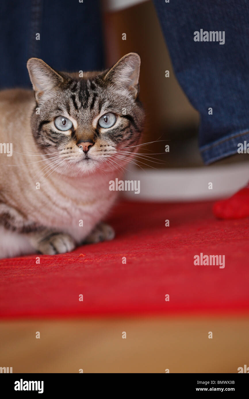 Domestic Cat House Cat Felis Silvestris F Catus 7 Years Siam