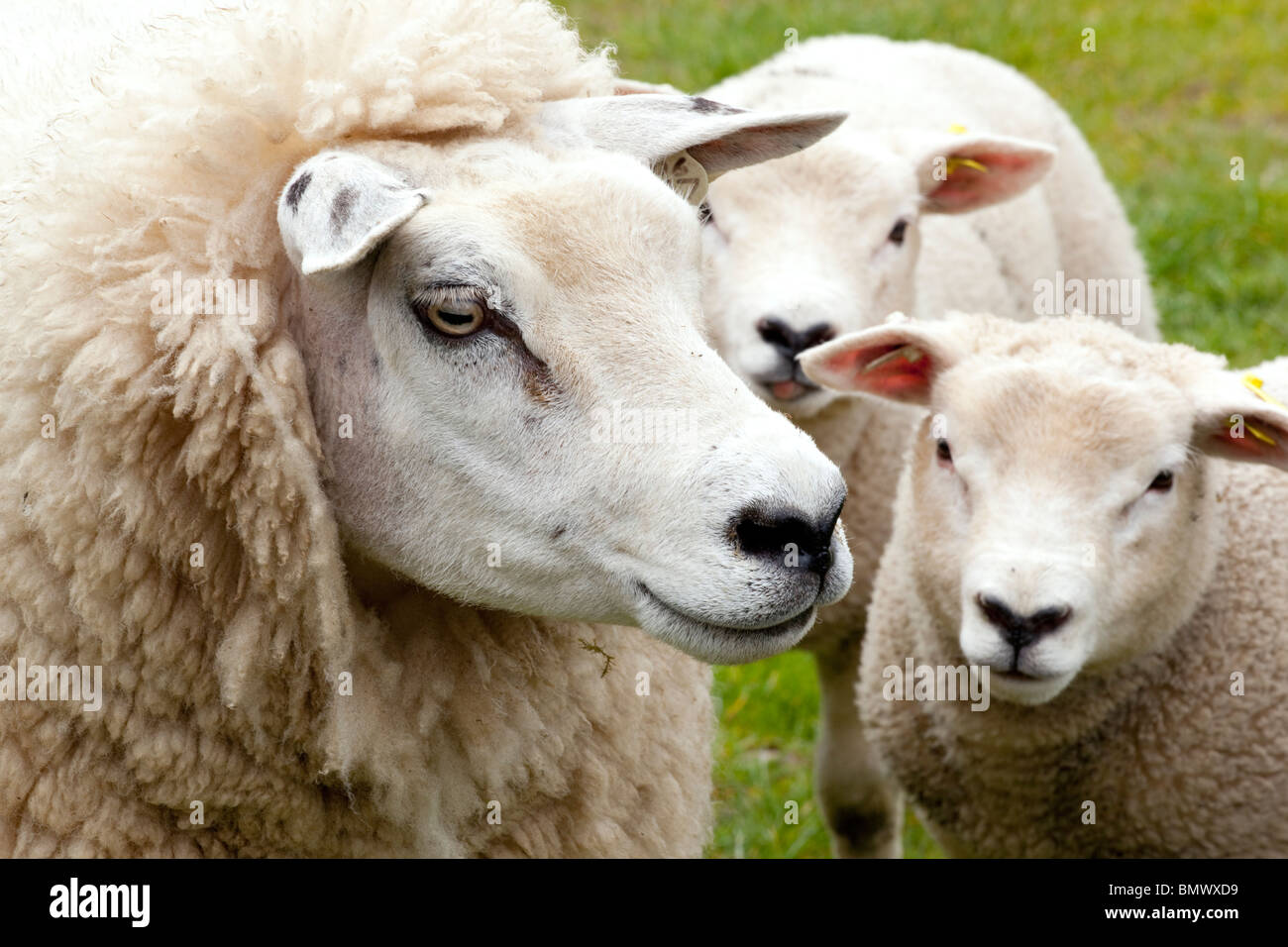 Agriculture livestock sheep mum with two spring lambs children Dumfries and Galloway Scotland UK Stock Photo