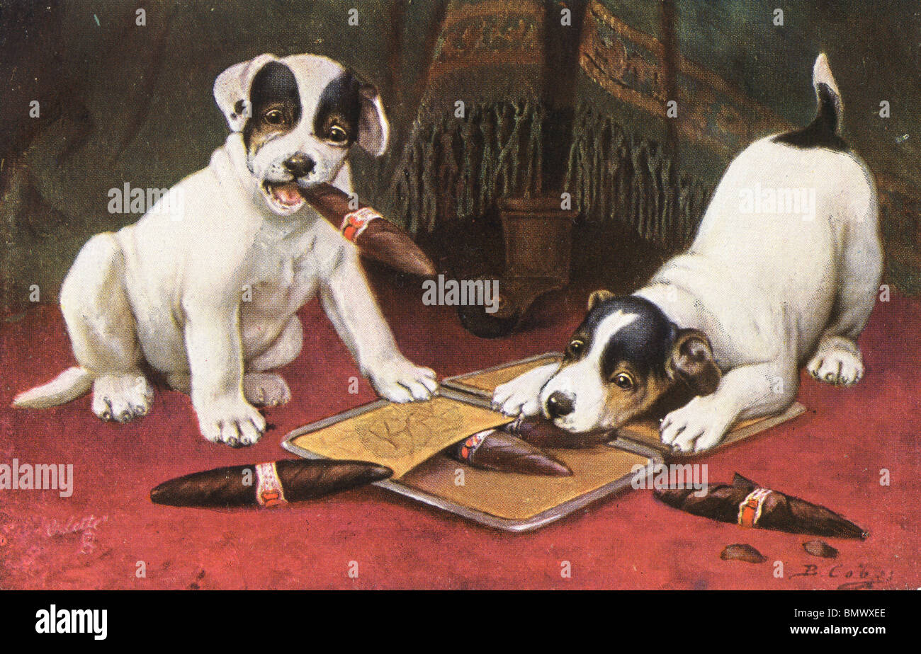 Dogs enjoying a Cigar! Stock Photo