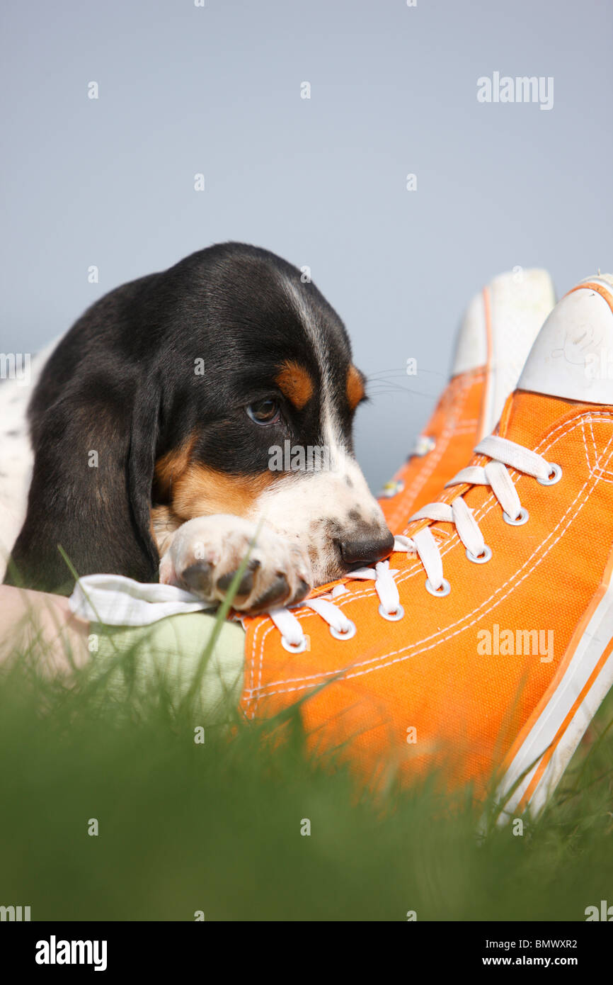 basset hound whelping