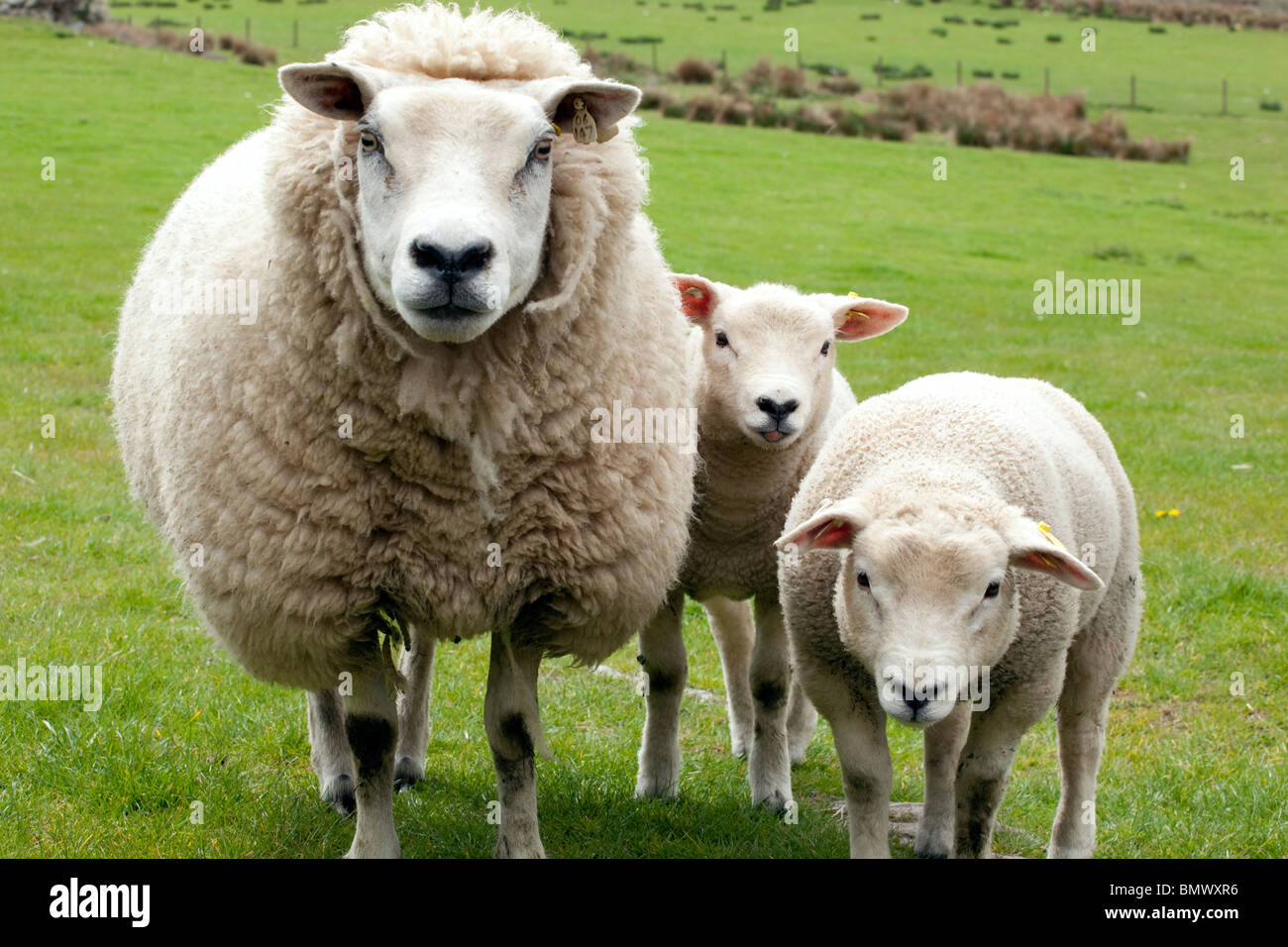Agriculture livestock sheep with two spring lambs Dumfries and Galloway Scotland UK Stock Photo