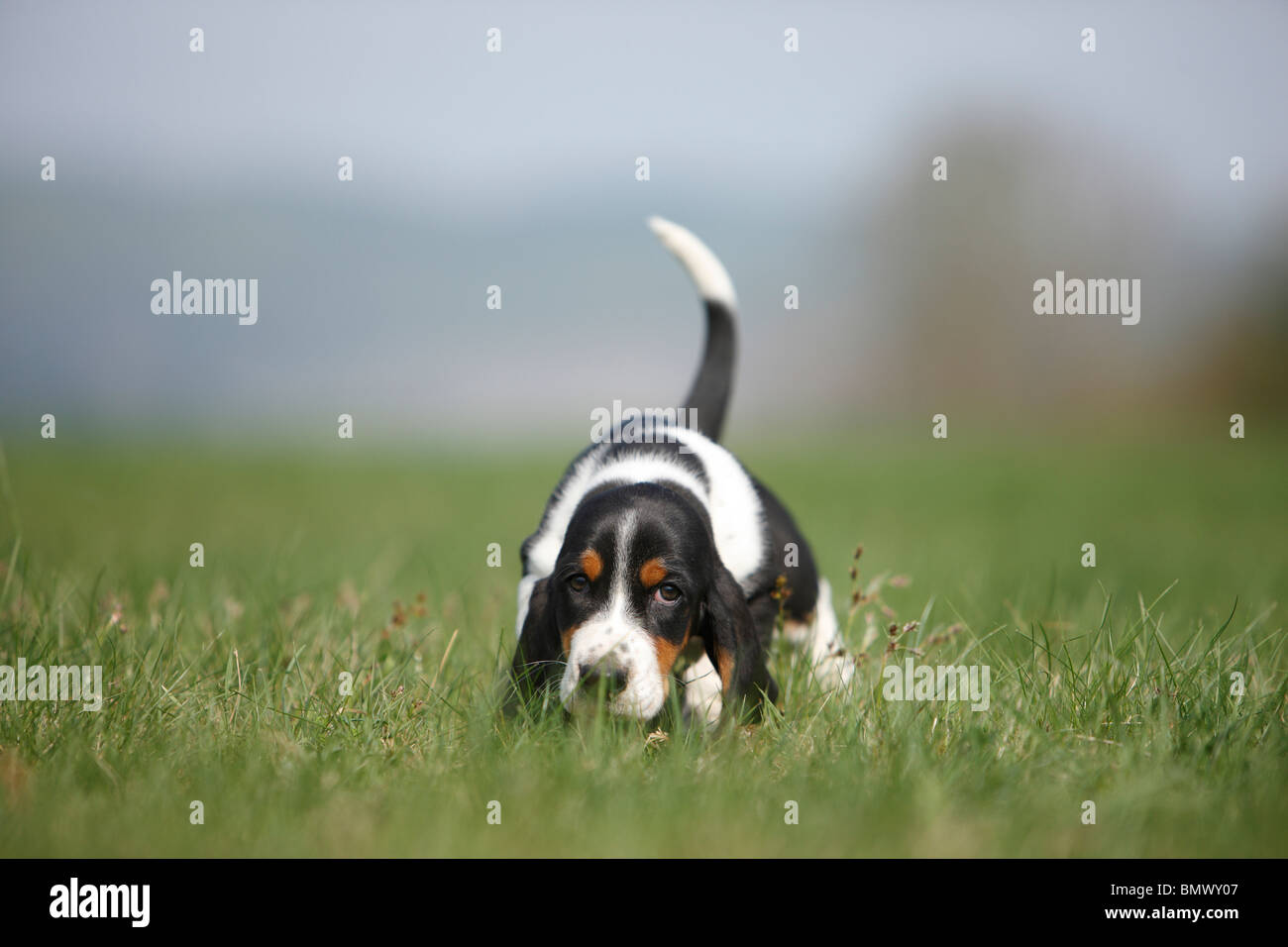 Basset Hound (Canis lupus f. familiaris), eight weeks old whelp walking through a meadow sniffing, Germany Stock Photo