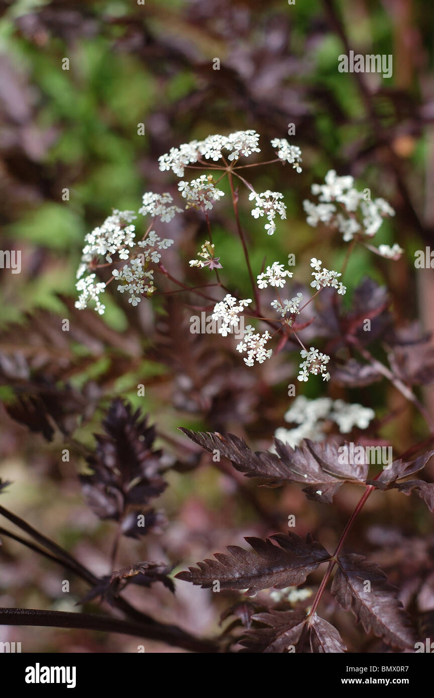 Cow_parsley hi-res stock photography and images - Alamy