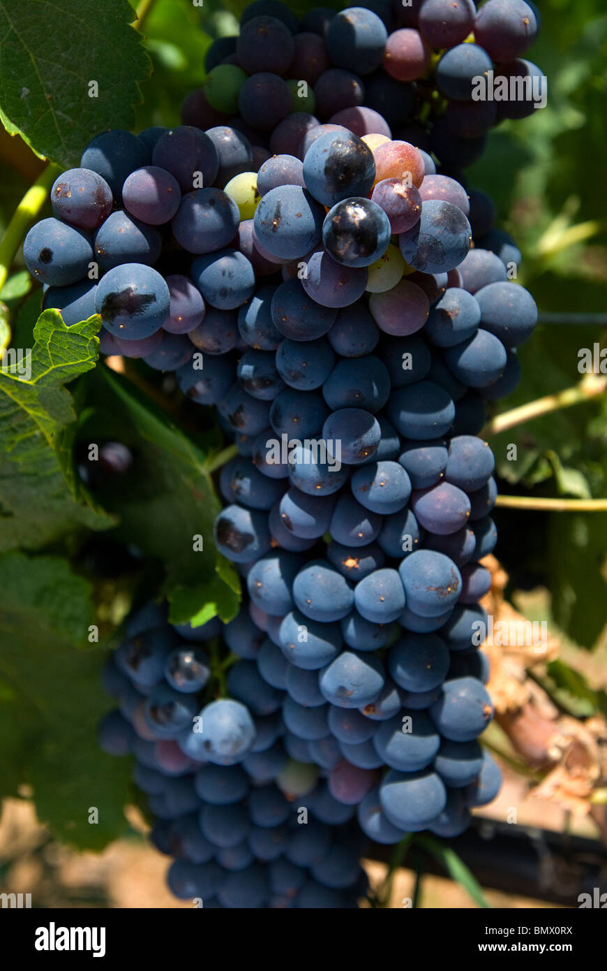 Grapes on vine, Ibiza, Balearics, Spain Stock Photo