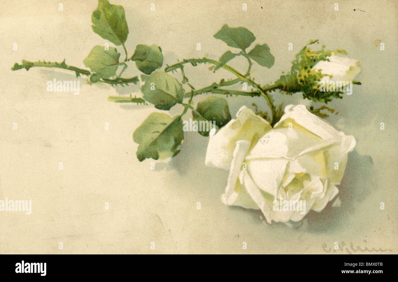 White rose drawing hi-res stock photography and images - Alamy