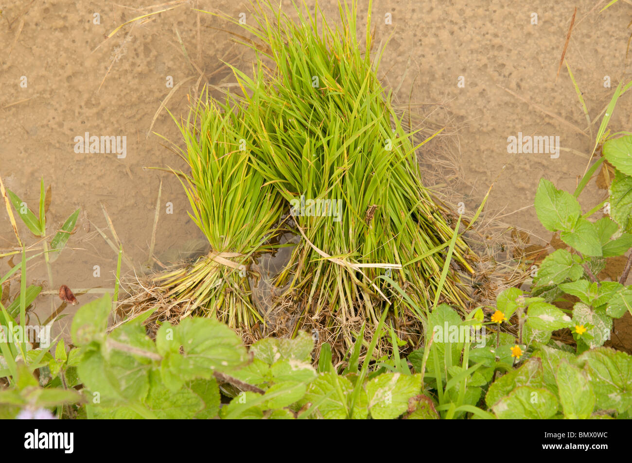 Clumps of rice in a paddy field Northern Laos Stock Photo Alamy