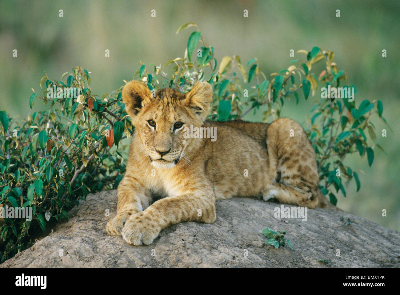 Lion, (Panthera leo), young cub, Masai Mara Reserve, Kenya Stock Photo ...