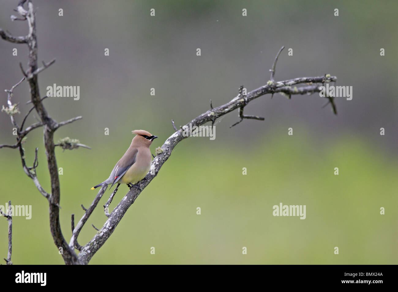 Cedar Waxwing Stock Photo