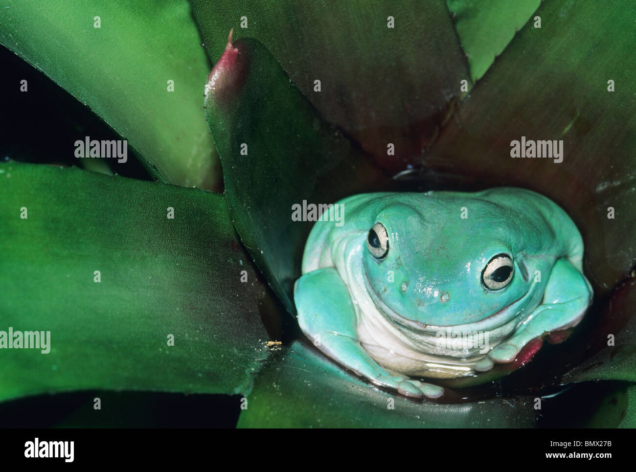 White's Tree Frog, (Litoria caerulea), in Bromeliad, Queensland