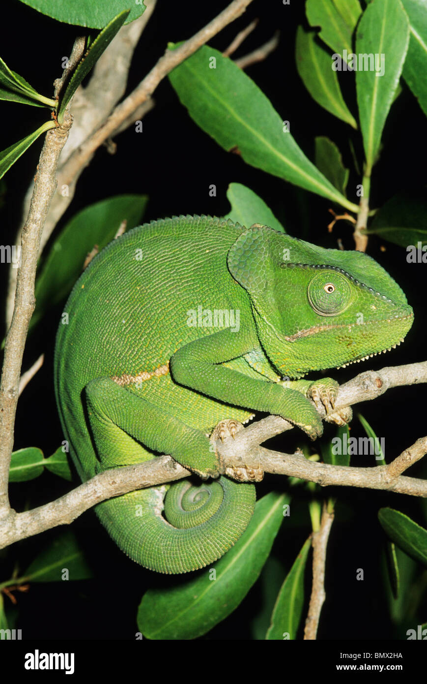Flap-Necked Chameleon, (Chameleo dilepis), South Africa. Stock Photo