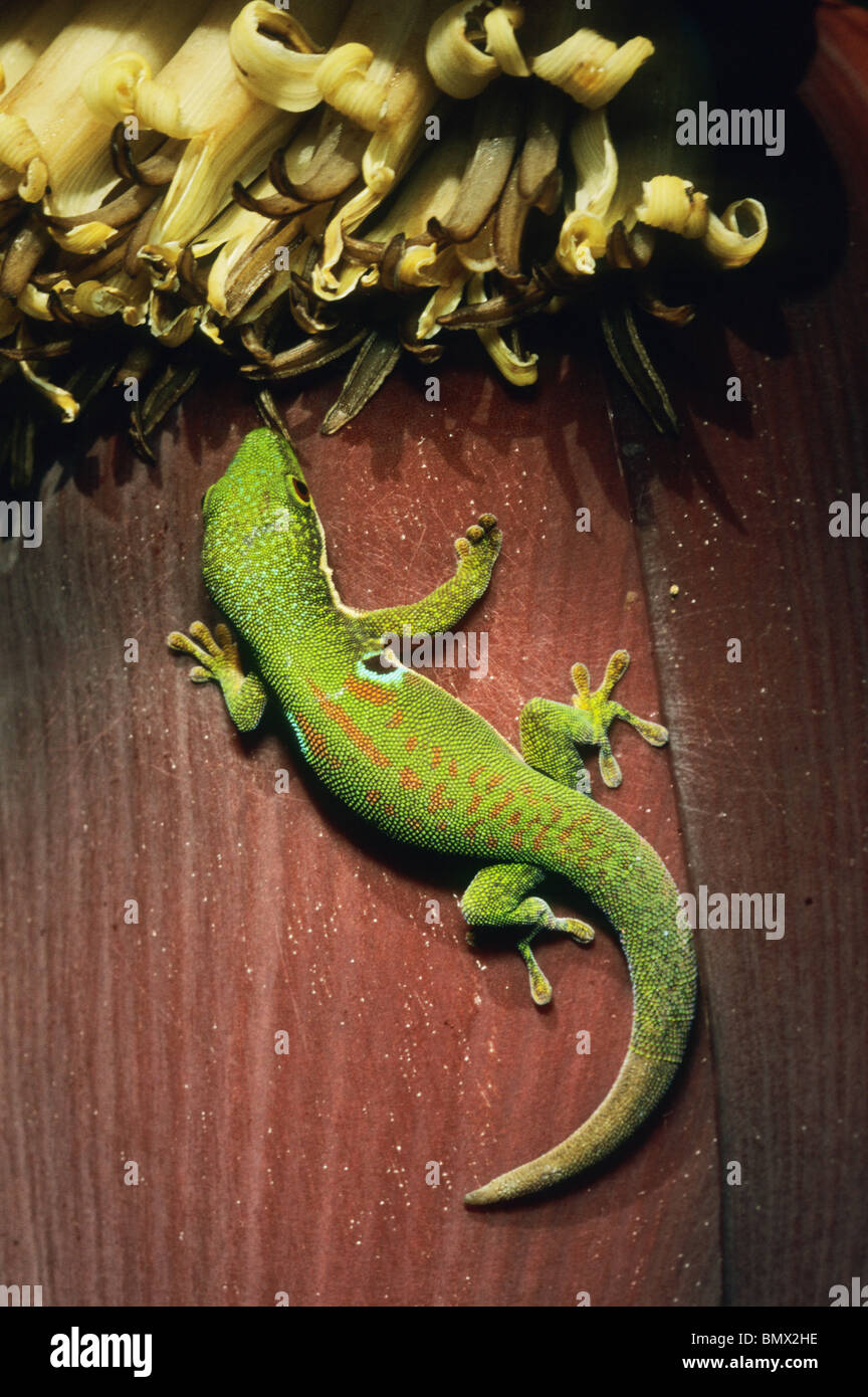 Day Gecko, (Phelsuma sp) feeds at banana flower, Ramanofana area, Eastern Madagascar Stock Photo