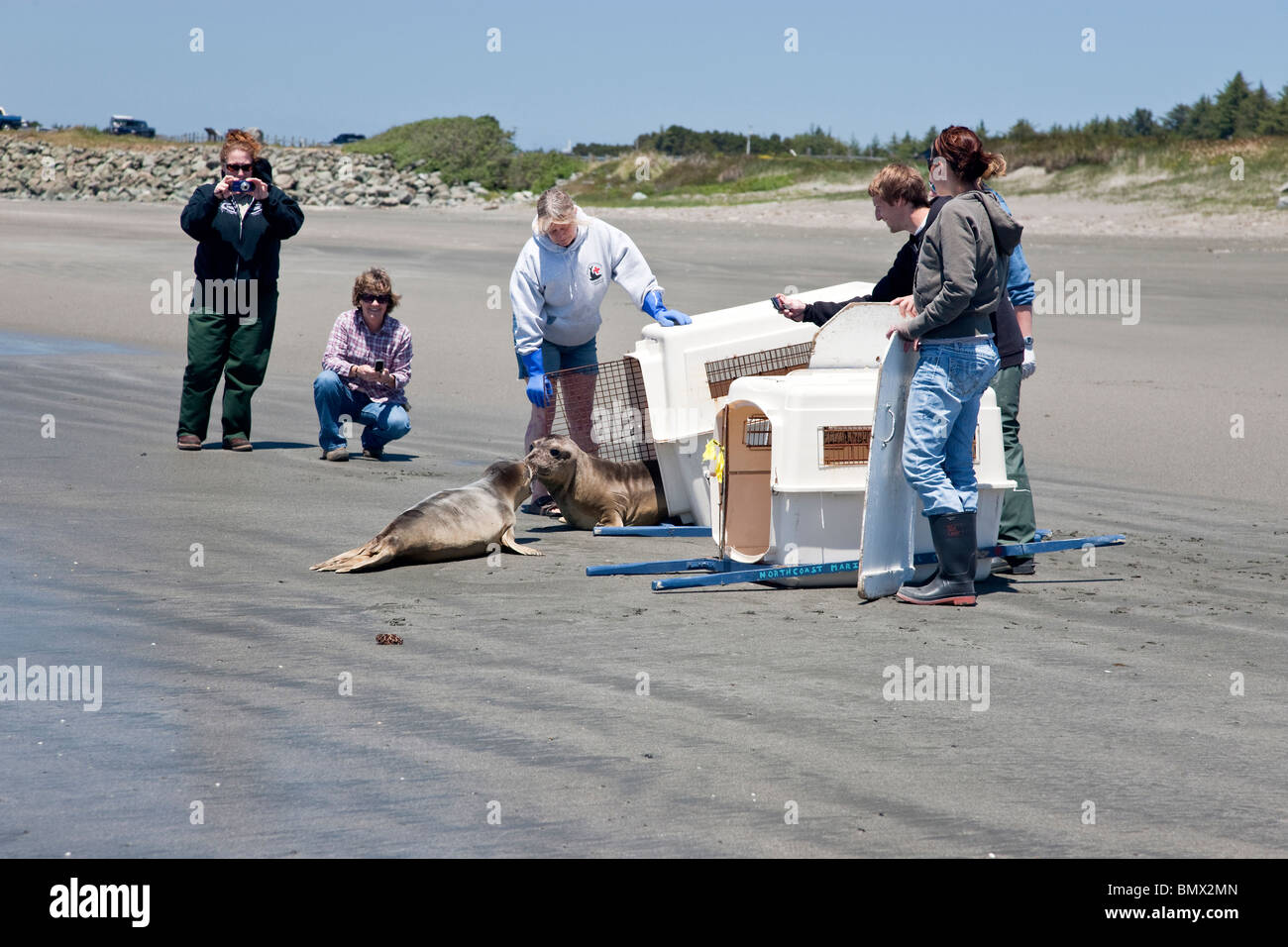 Volunteers releasing 'rescued & rehabilitated'  male Elephant Seals. Stock Photo