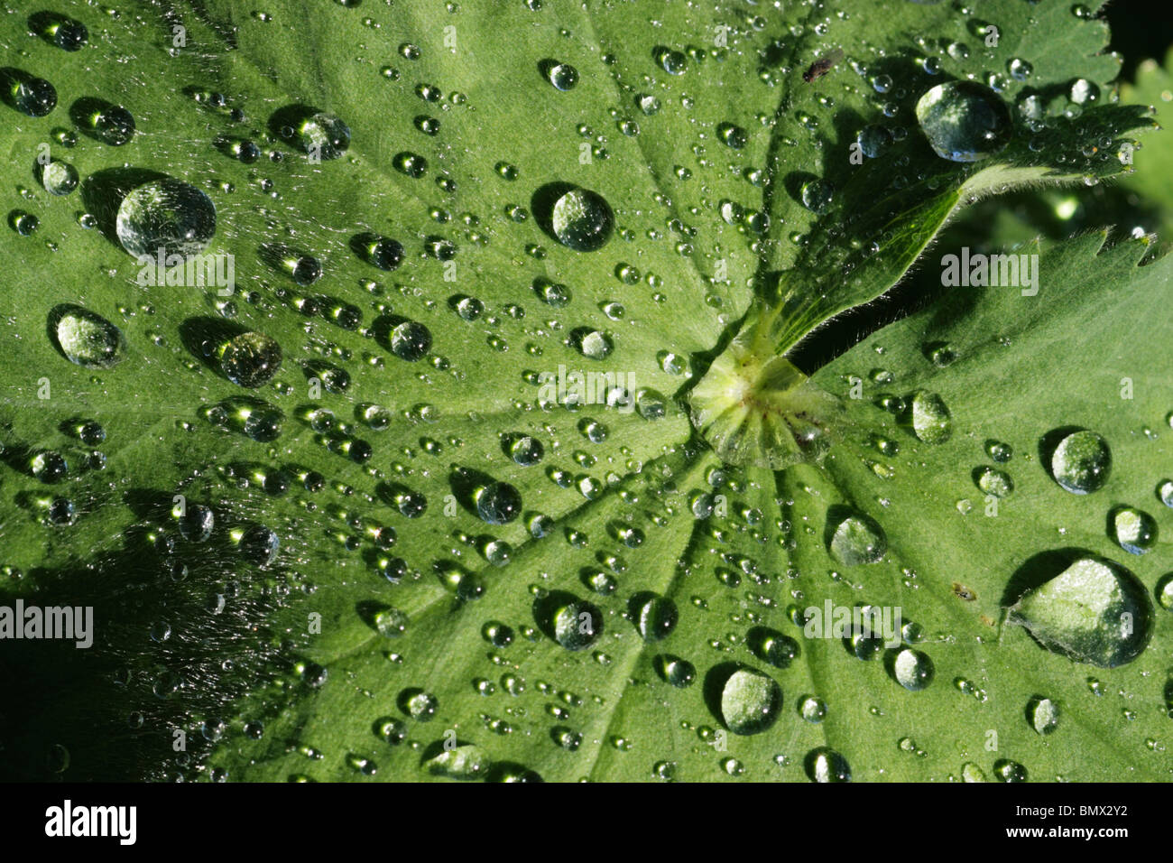 Lady's mantle (Alchemilla filicaulis) leaf covered with dew drops against a black background Stock Photo