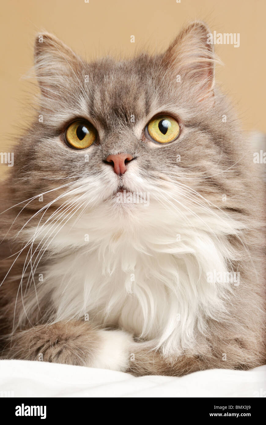 persian cat on bed Stock Photo Alamy