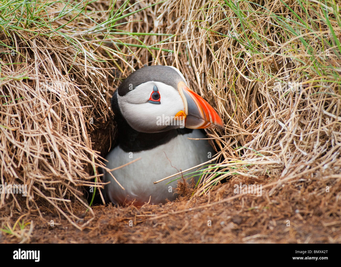 Atlantic puffin burrow hi-res stock photography and images - Alamy