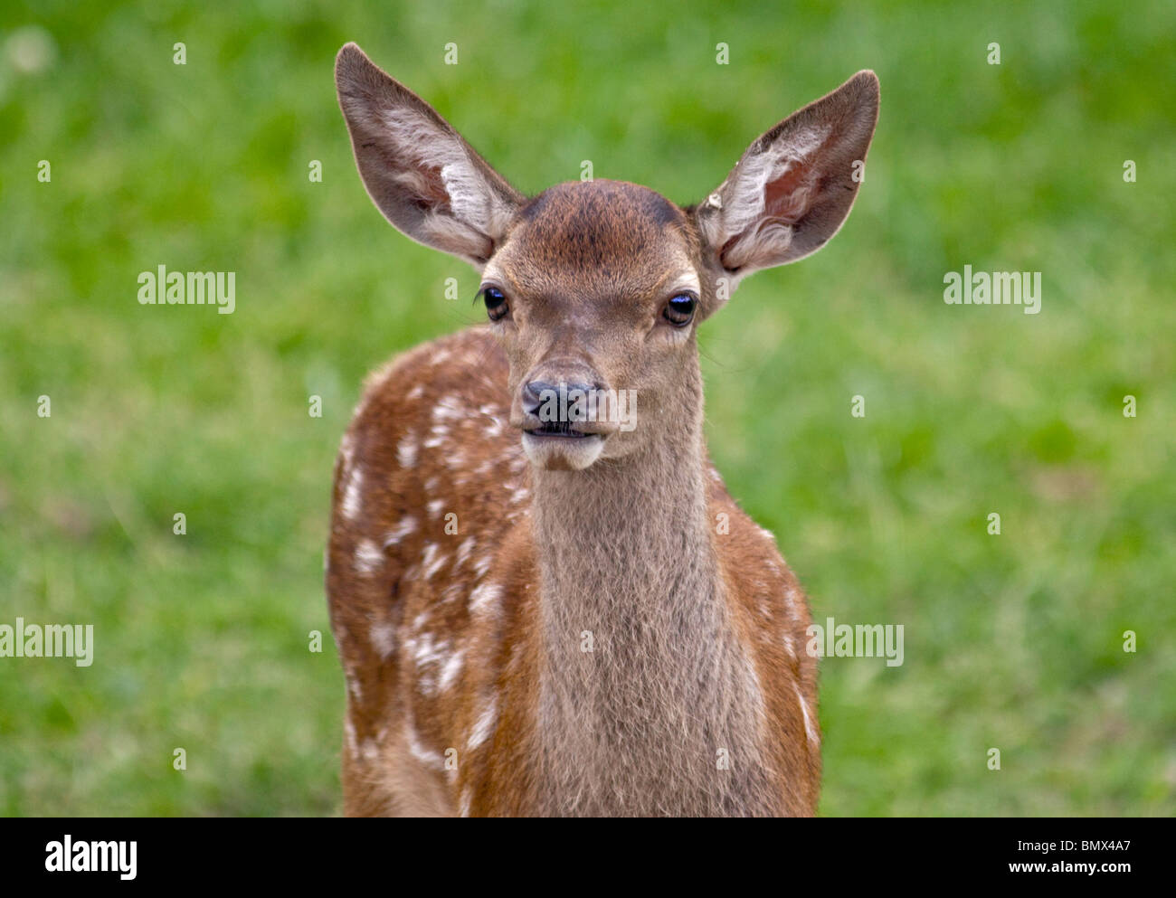 Red Deer Fawn (cervus elaphus) Stock Photo