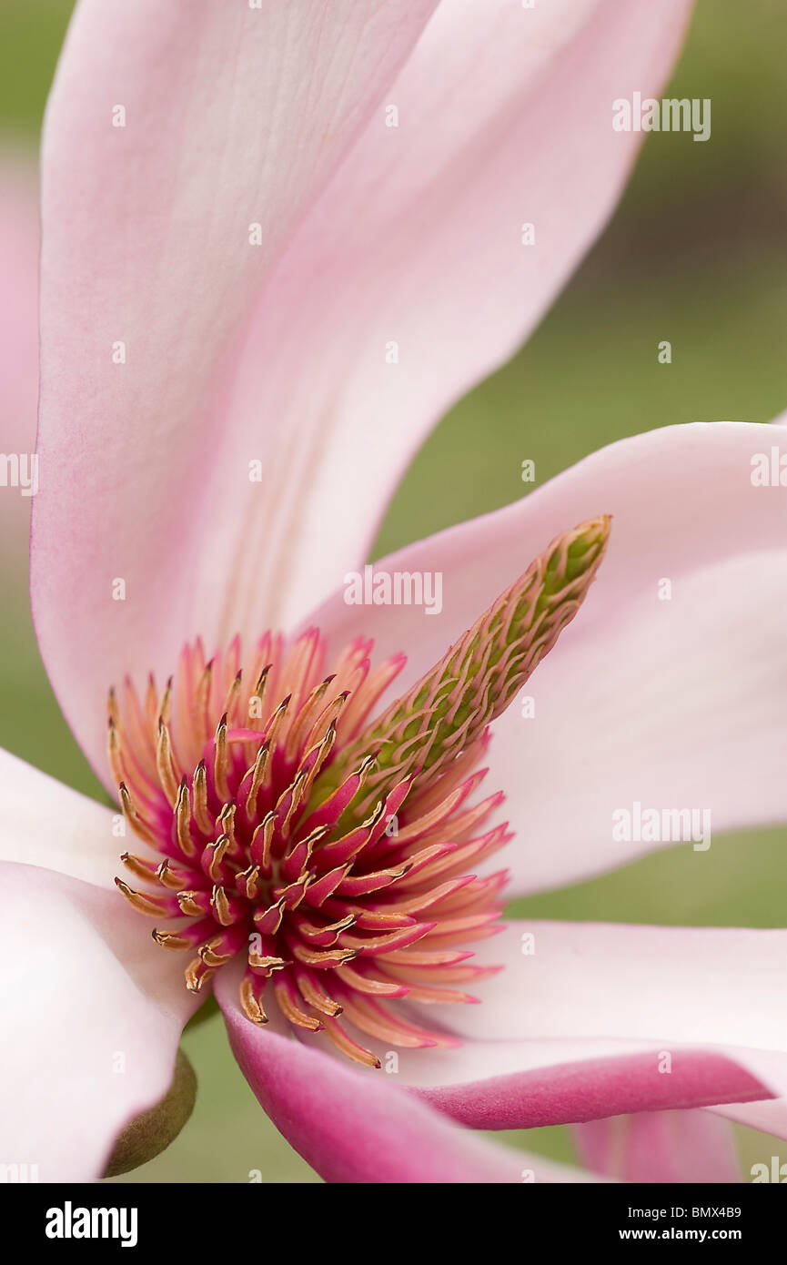 Floral parts of Magnolia sprengeri var diva flower Stock Photo