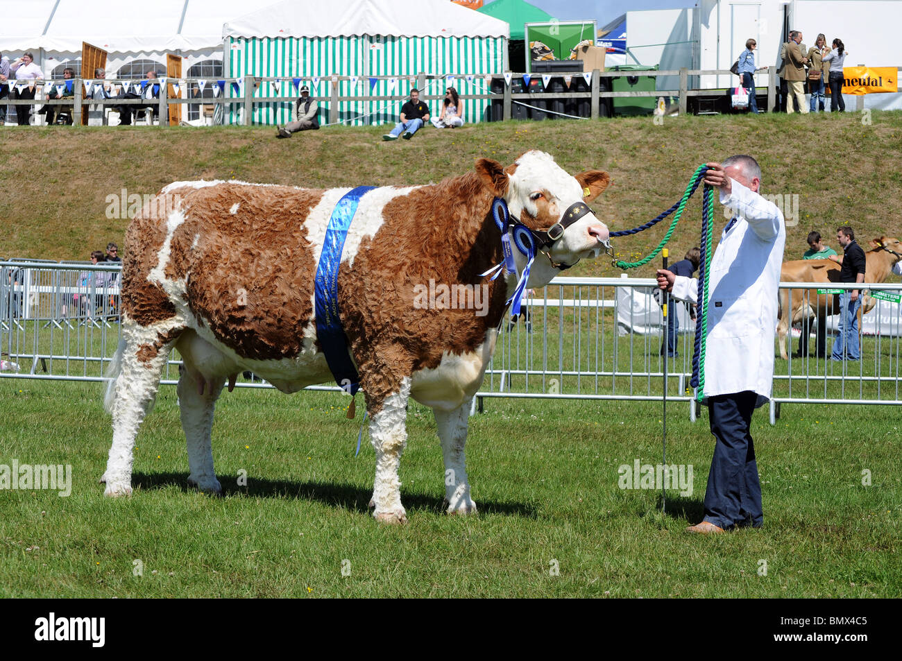the champion beef cow at the royal cornwall show, wadebridge, cornwall