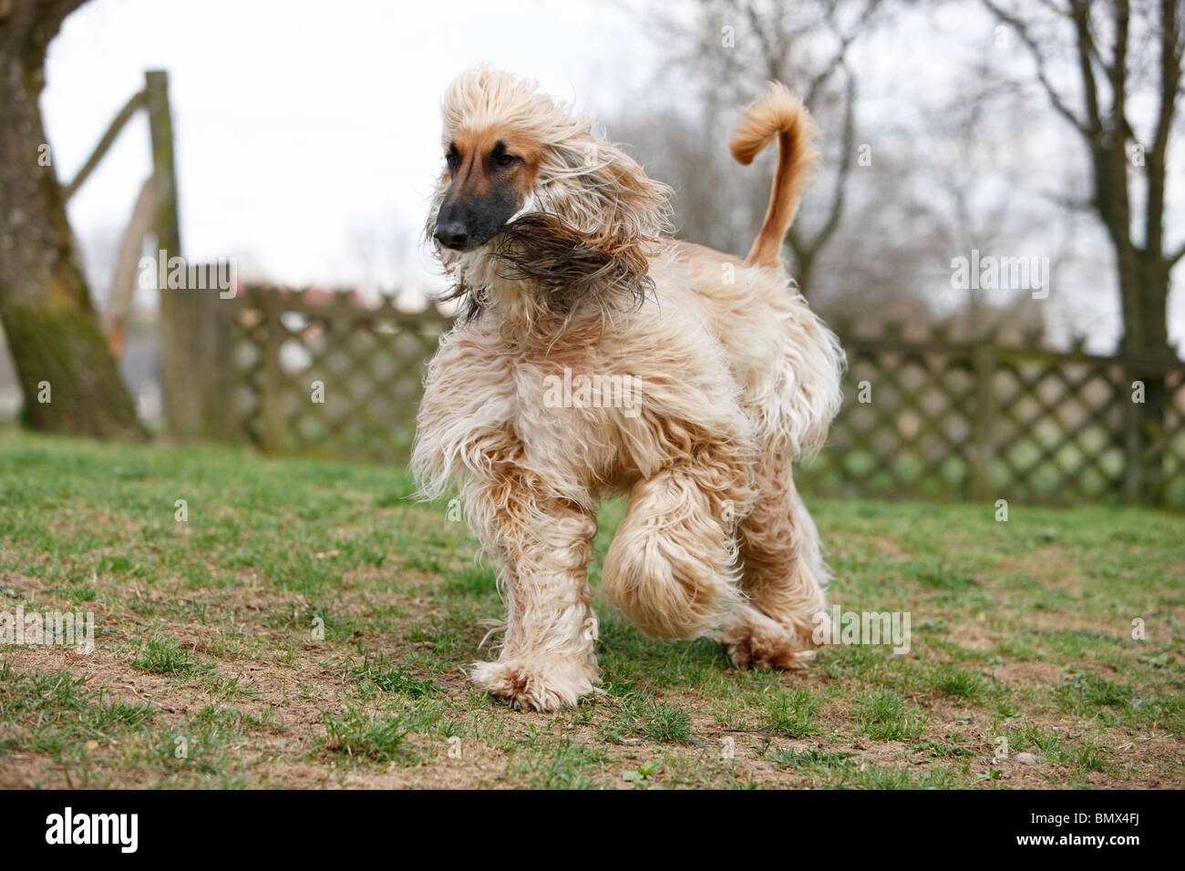 Afghanistan Hound, Afghan Hound (Canis lupus f. familiaris), romping in the garden, Germany Stock Photo