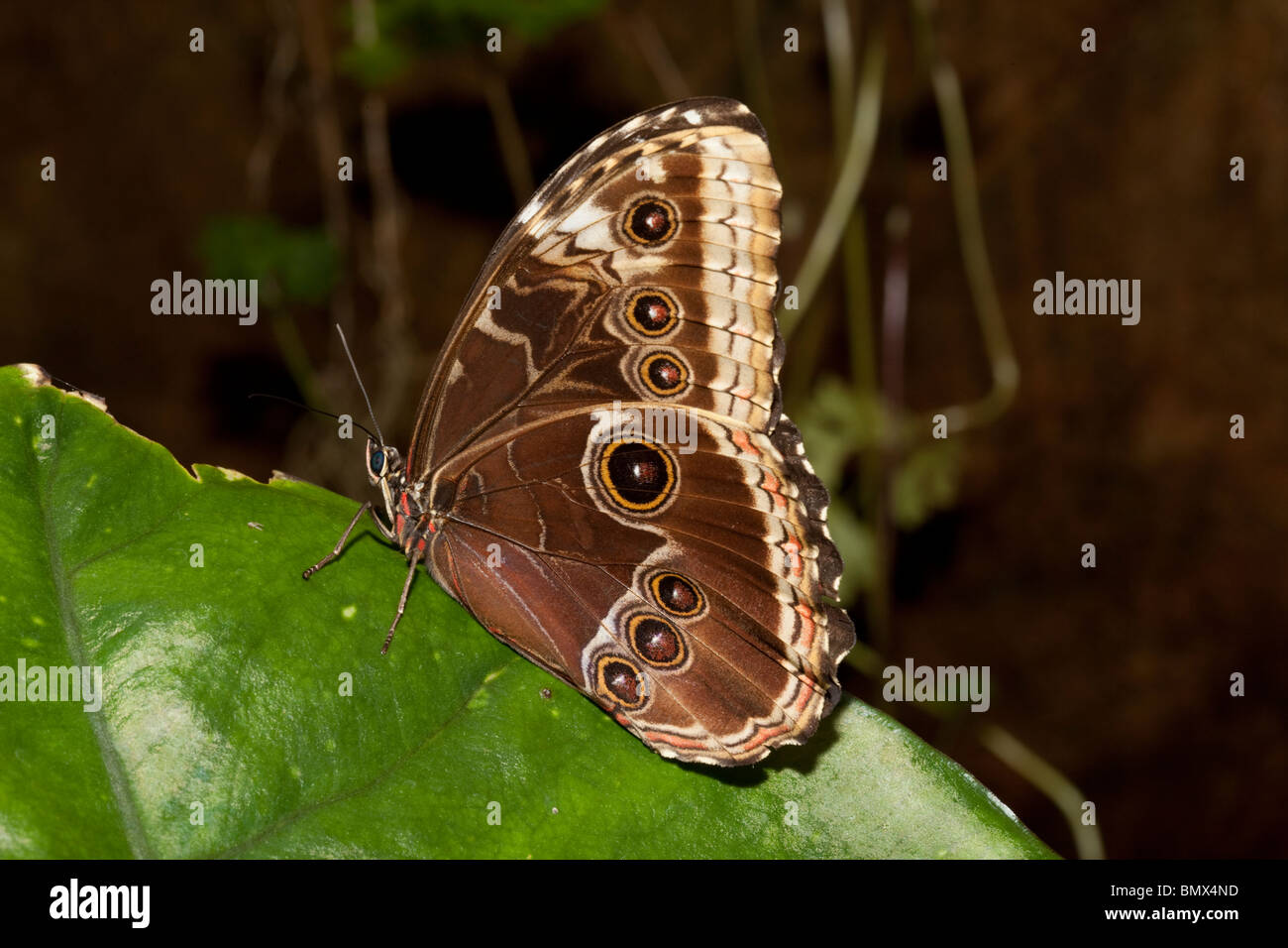 Marginal eyespots on underside of butterfly wings Wildlife Park Combe Martin Devon UK Stock Photo