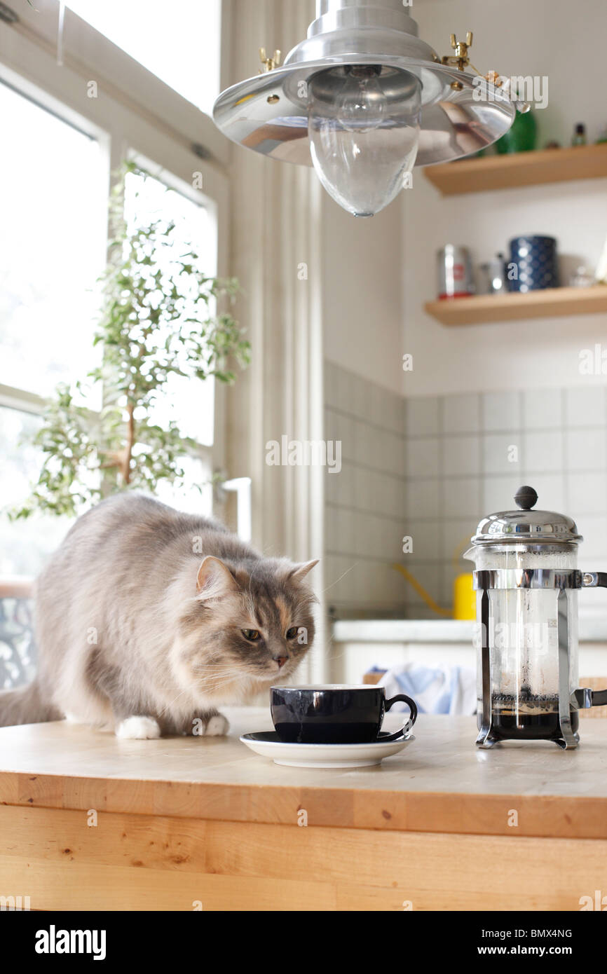 domestic cat, house cat (Felis silvestris f. catus), 2 years old British Shorthair-Highlander sitting in a kitchen on a table s Stock Photo
