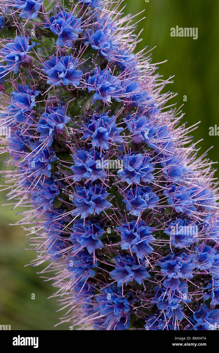Pride of Madeira Echium candicans showing spiral arrangement of blue flowers on spike Stock Photo
