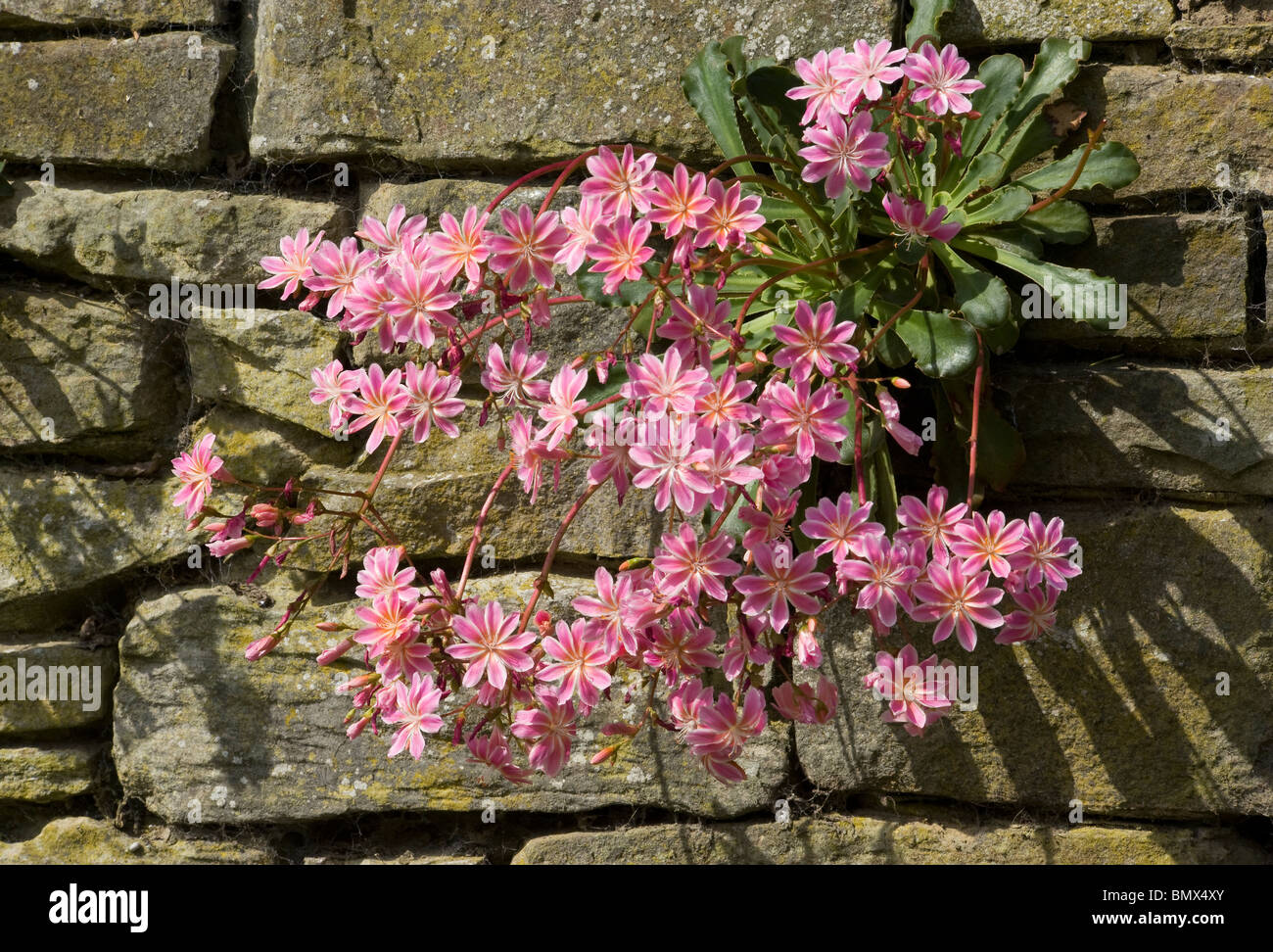 Lewisia cotyledon growing from a crevice in a wall in the sun Stock Photo
