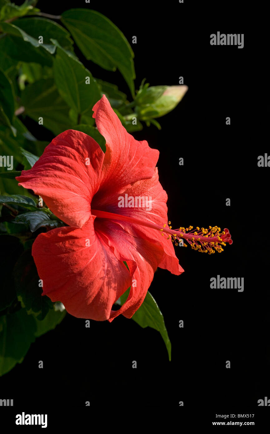 Hibiscus rosa sinensis showing stamens around long stigma Stock Photo