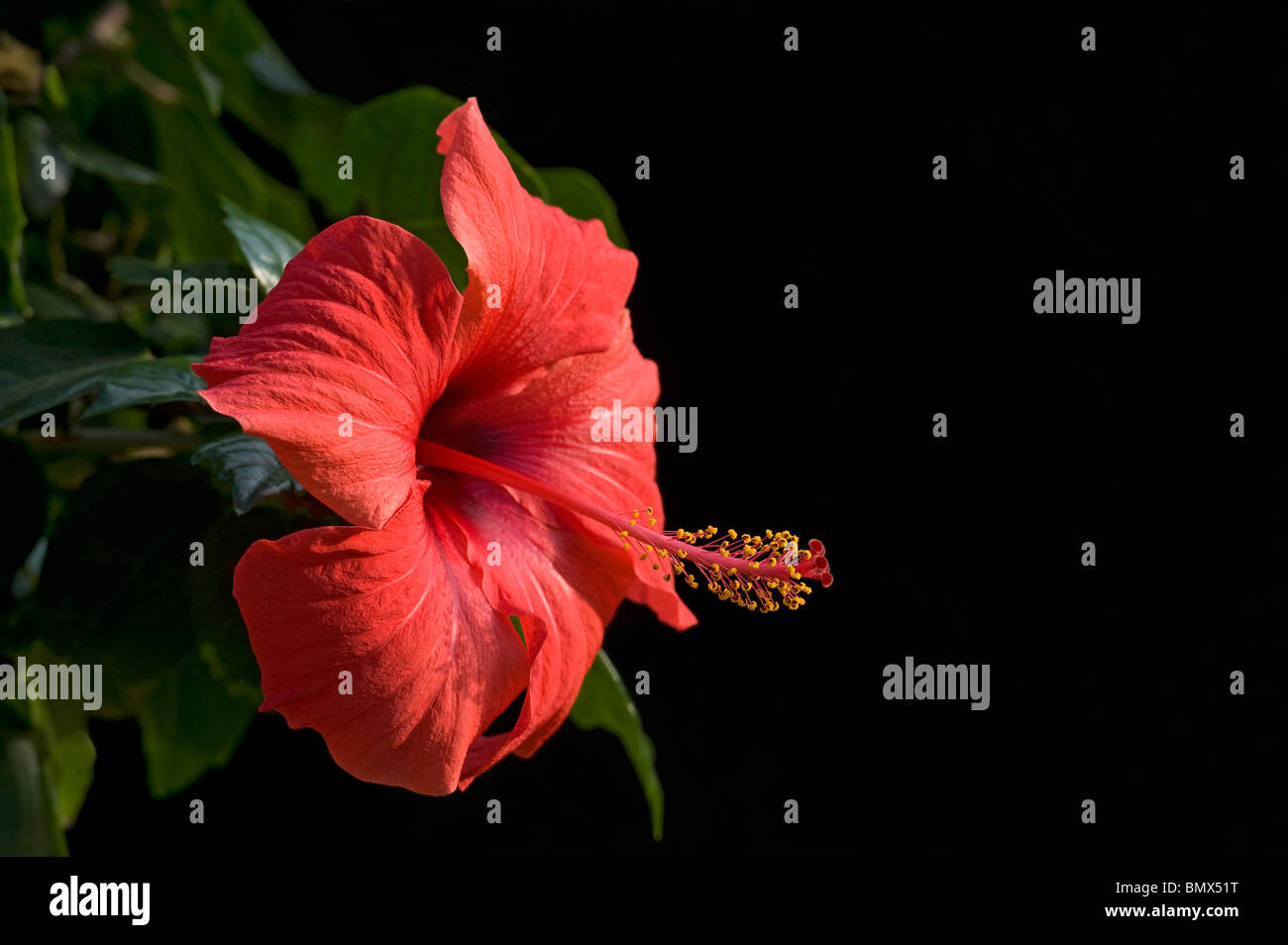 Hibiscus rosa sinensis showing stamens around long stigma Stock Photo
