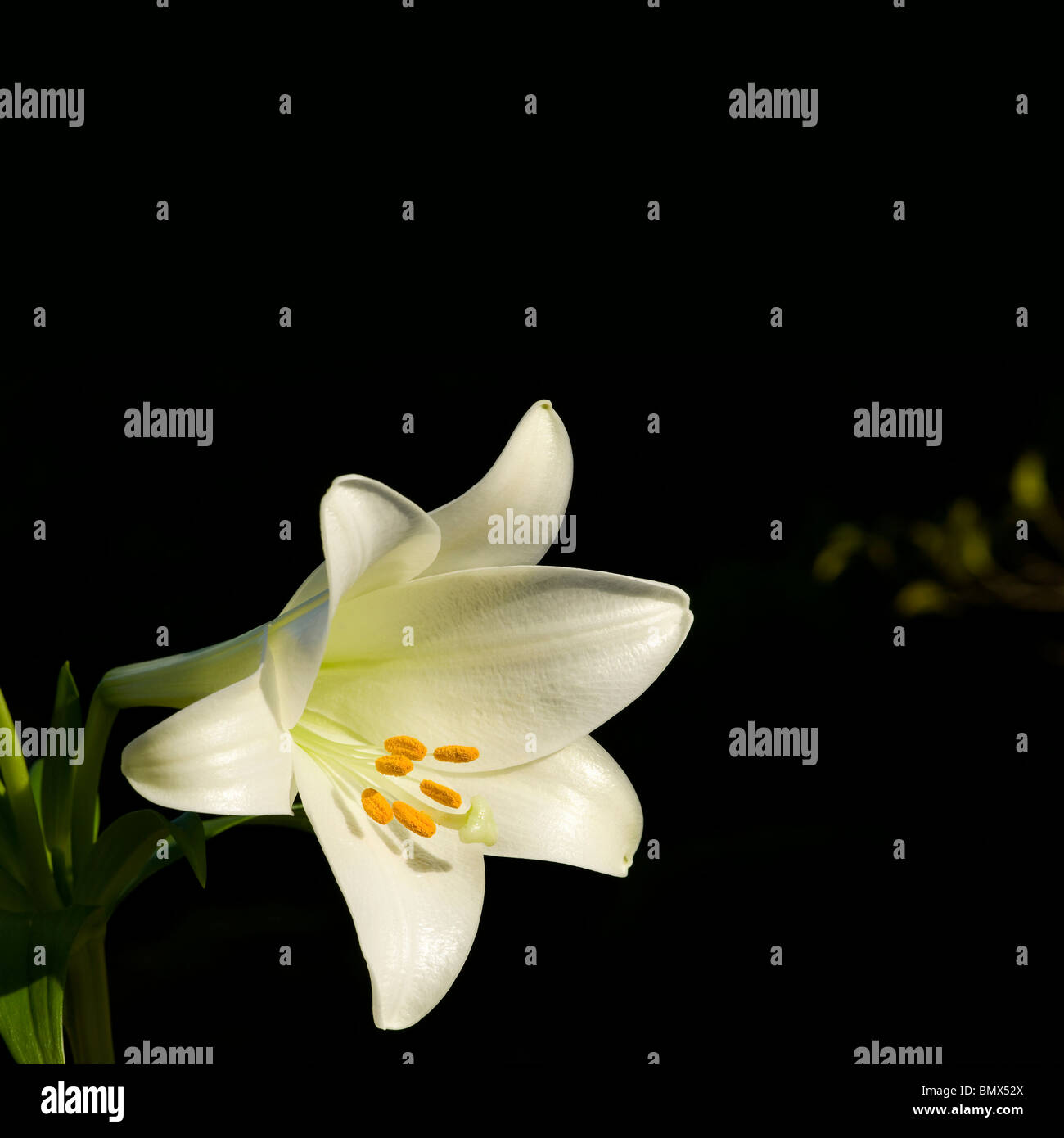 Easter lily, Lilium longiflorum, from Japan and Ryukyu Islands Stock Photo