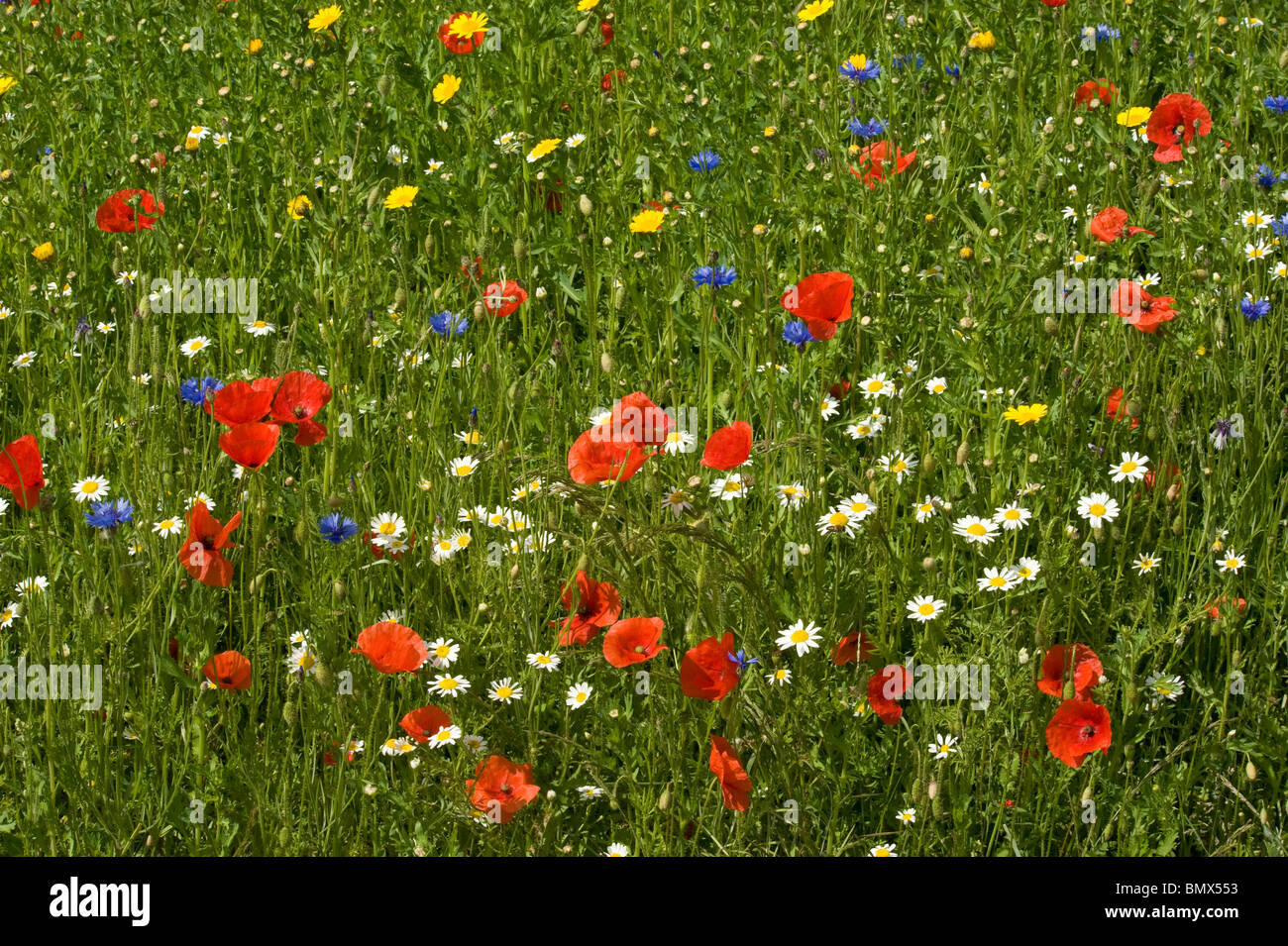 Cornfield wildlfower, poppies, cornflowers, corn marigold & ox eye daisies Stock Photo