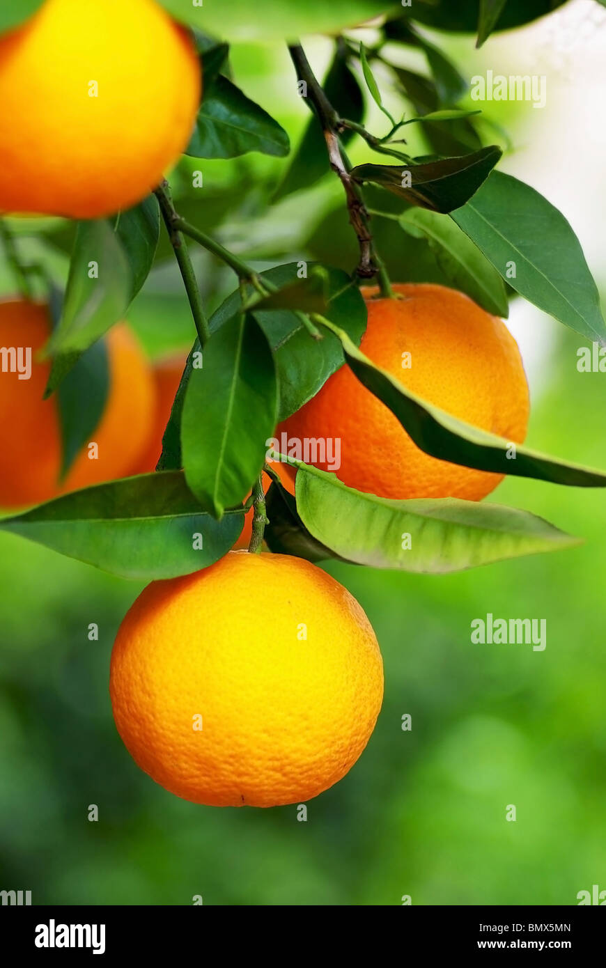 Mature oranges on tree Stock Photo Alamy