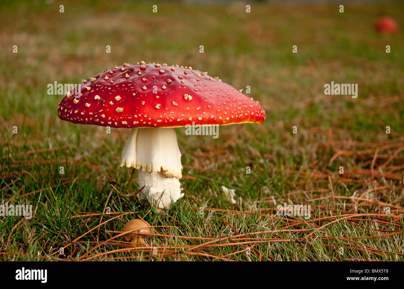 Fly agaric, Amanita muscaria, contains muscarine which is both poisonous and hallucinogenic. Stock Photo