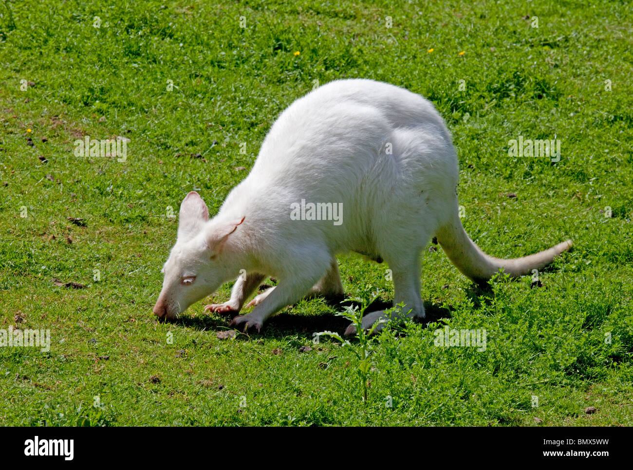 Albino Red necked wallaby Macropus rufgriseus Wildlife Park Combe ...