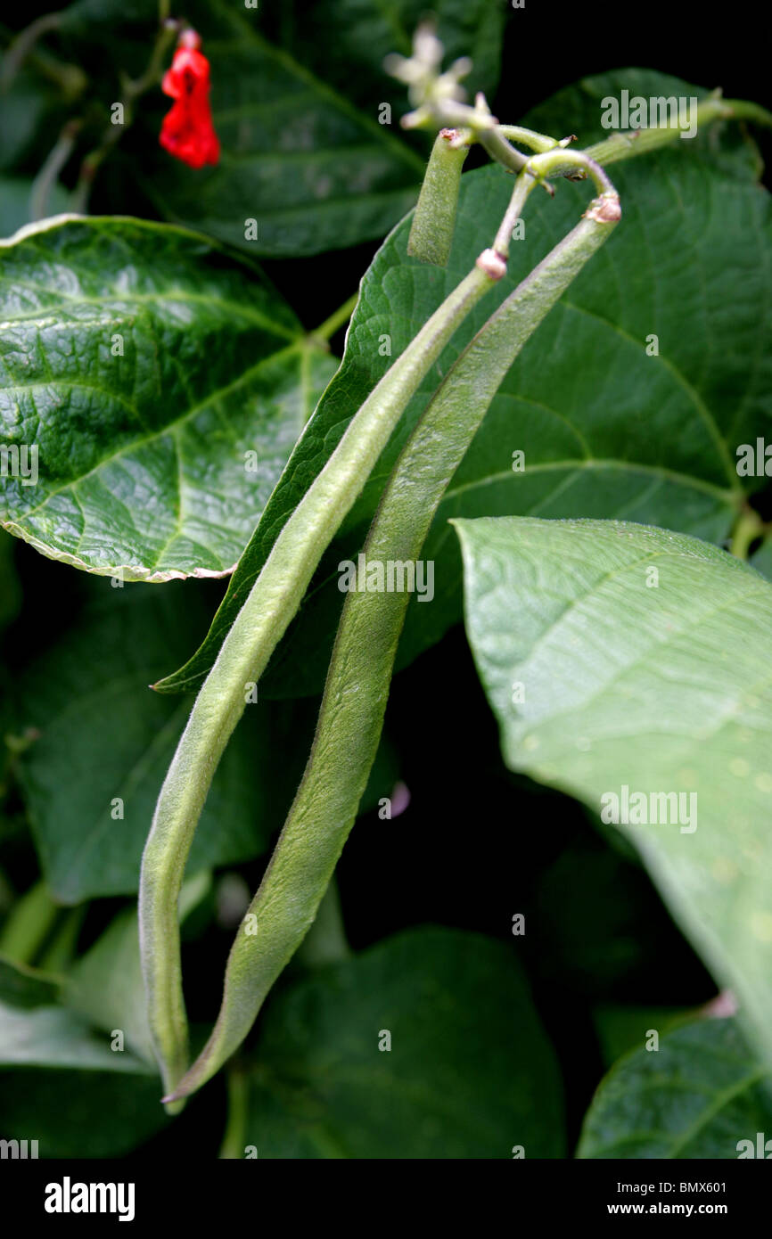 Runner beans growing on the plant Stock Photo Alamy