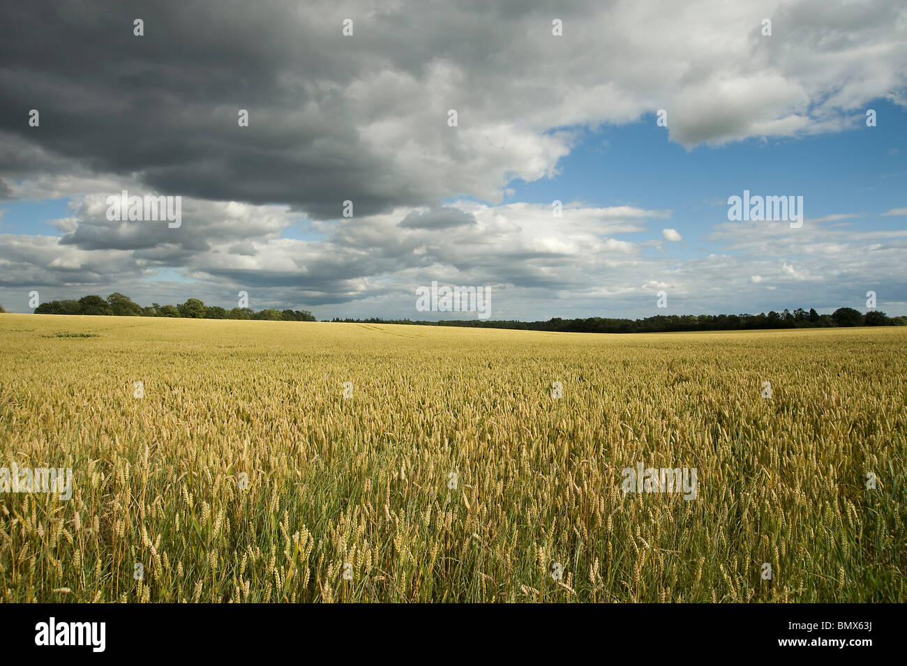Ripe wheat field in Berkshire with stormy sky Stock Photo