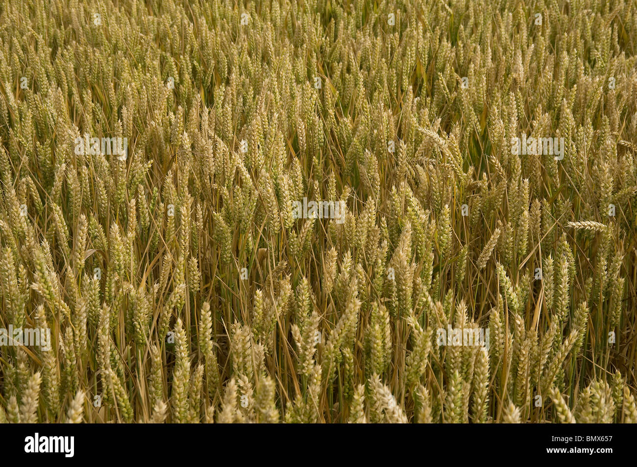 Ripe wheat ears in Berkshire Stock Photo