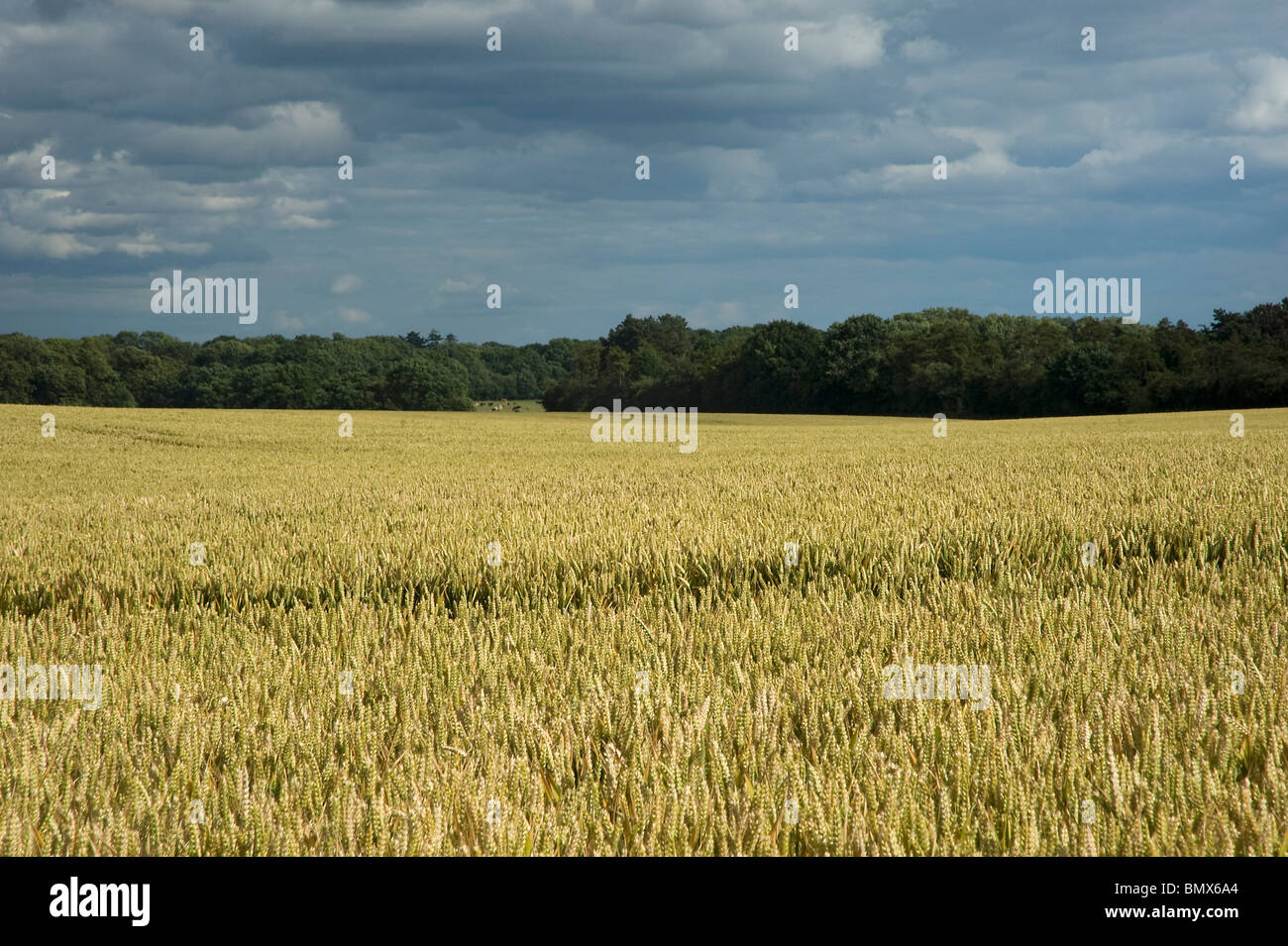 Ripe wheat field in Berkshire with stormy sky Stock Photo - Alamy