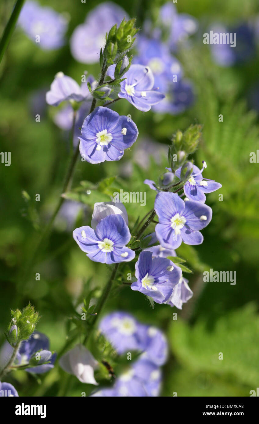 Germander Speedwell, Veronica chamaedrys, Plantaginaceae